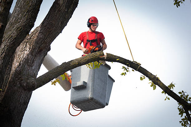 Best Affordable Tree Service  in Manchester, WA